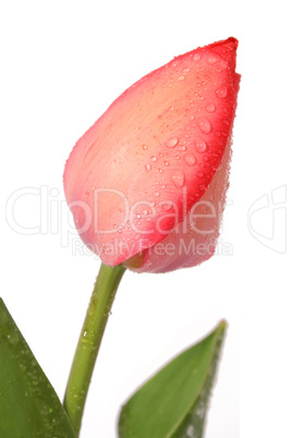 Rote Tulpe Rote Tulpe