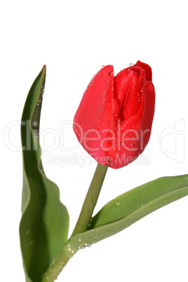 rote Tulpe