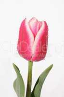 rotweiße Tulpe
