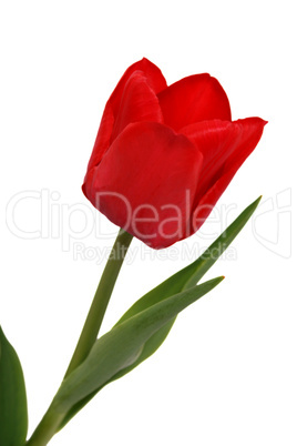 rote Tulpe