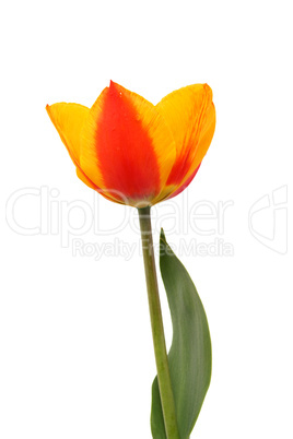 rotgelbe Tulpe