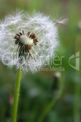 Pusteblume