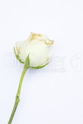 White Rose