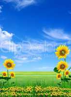 Big meadow of sunflowers. Design of nature