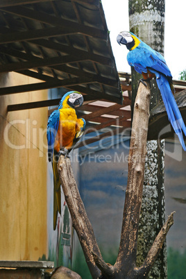 Young Blue-and-yellow Macaw on a tree