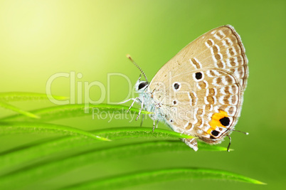 Common Caerulean Butterfly (Jamides celeno)