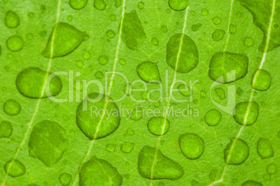 water-drop on a green leaf