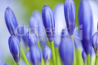 Agapanthus Flower