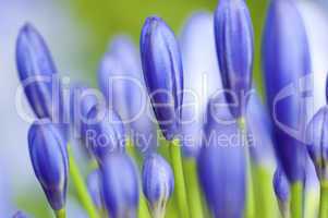 Agapanthus Flower