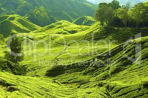 Tea farm