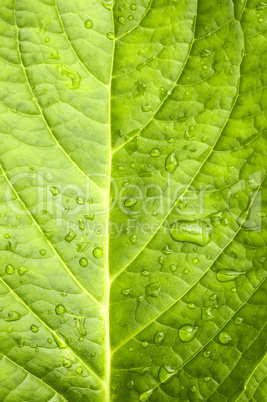 Macro in leaf.