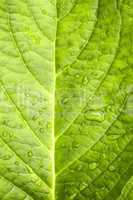 Macro in leaf.