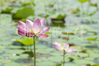 Pink lotus ..