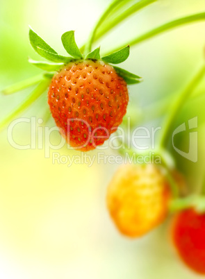 Strawberry fruits on the branch.