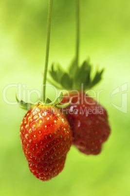 Strawberry fruits on the branch.