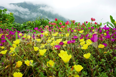 wildflowers