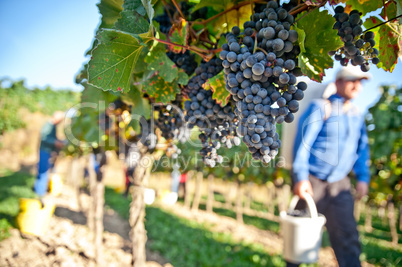 Working in the Vineyard