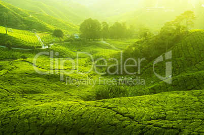 Tea Plantations