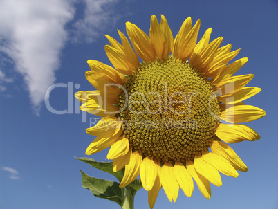 Sonnenblume