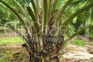 Palm Oil Plantation.