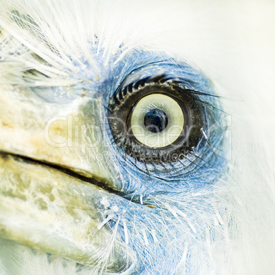 bird eye closeup .