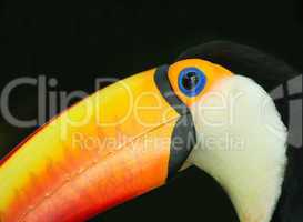 toucan