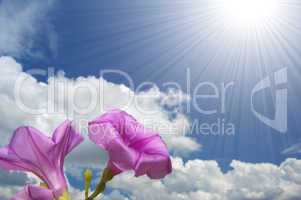 morning glory flower