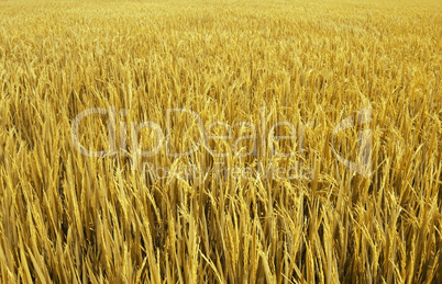 golden field