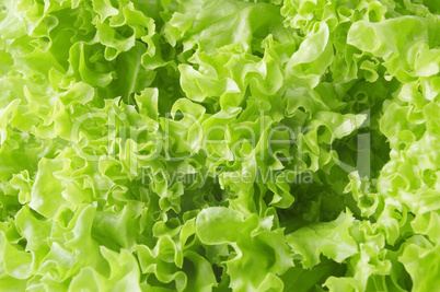 lettuce