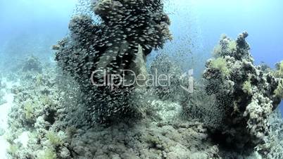 Shoal/school of glass fish schooling around a coral pinnacle
