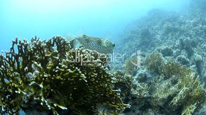 Porcupine fish resting amongst fire coral