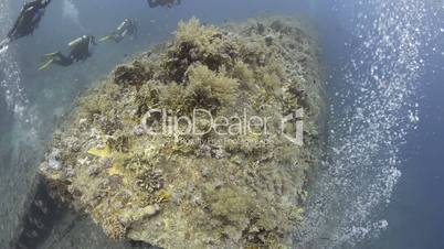 Coral growth on a hull of the shipwreck