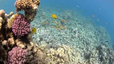 Fisheye view of a tropical coral reef