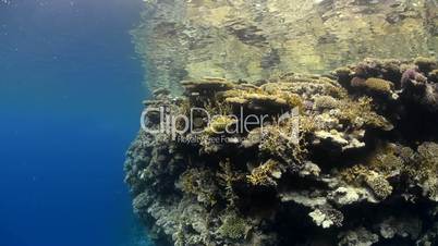 Wide view of a pristine coral reef