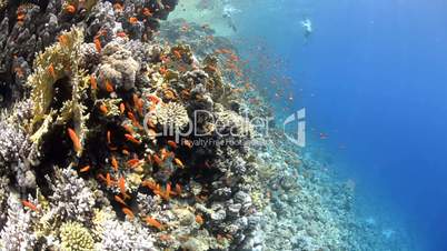 Pristine coral reef