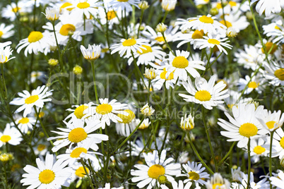 background of blooming daisies