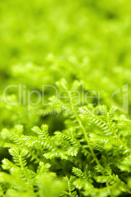 green ferns closeup .