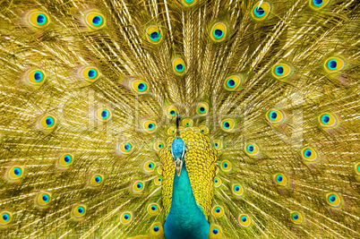 beautiful peacock .