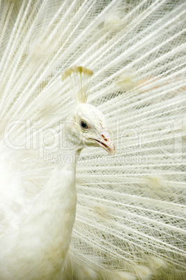 white peacock