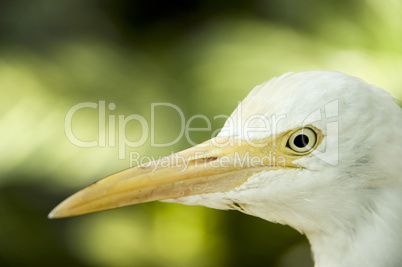 closeup egret