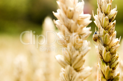 ladybug climbing up on crops .