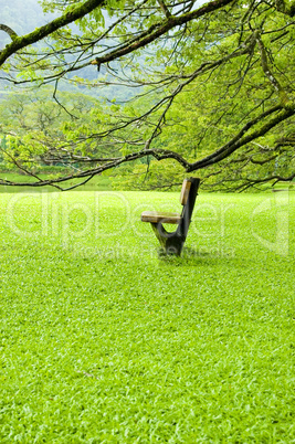 chair on green field