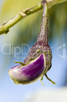 eggplant