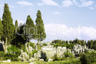 mystery stone forest