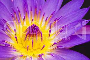 water lily closeup