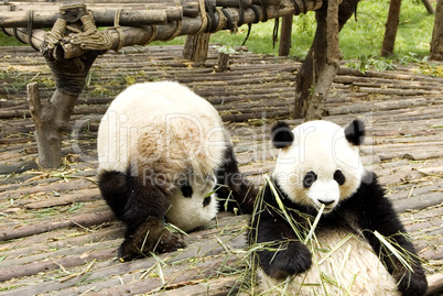 two panda bears