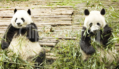 two pandas feeding