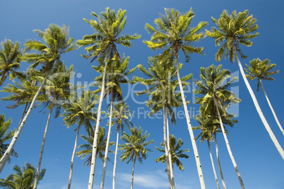 Palm trees against blue sky at seaside