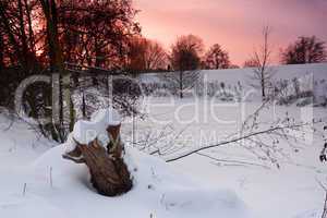 Baumstumpf im Schnee