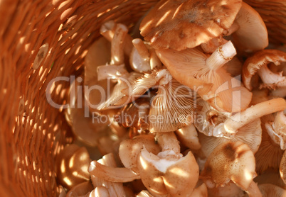 basket with eatable mushrooms